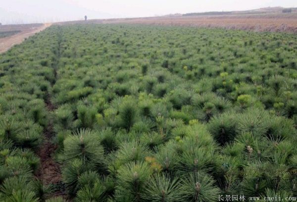 沭陽黑松的規(guī)格 沭陽黑松的規(guī)格