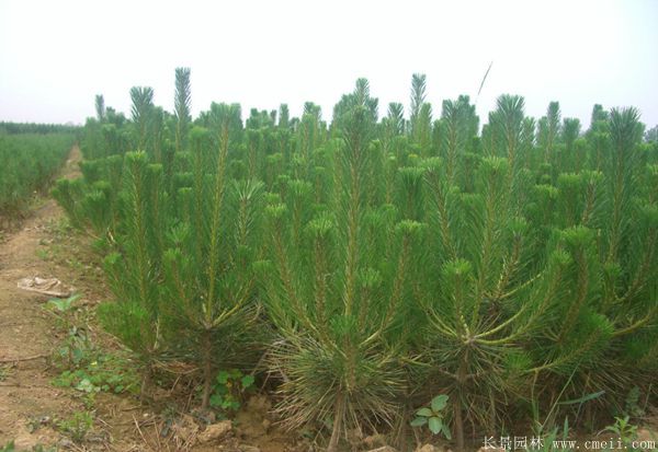 沭陽黑松的優(yōu)勢(shì) 沭陽黑松的優(yōu)勢(shì)