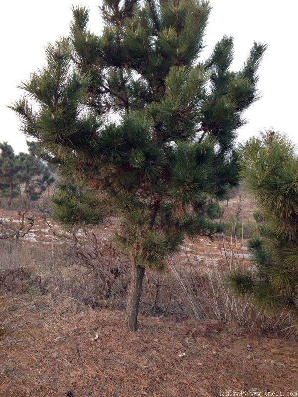 沭陽黑松的優(yōu)勢(shì) 沭陽黑松的優(yōu)勢(shì)