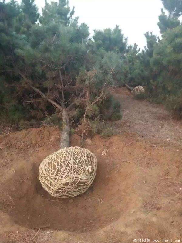 沭陽黑松的優(yōu)勢(shì) 沭陽黑松的優(yōu)勢(shì)