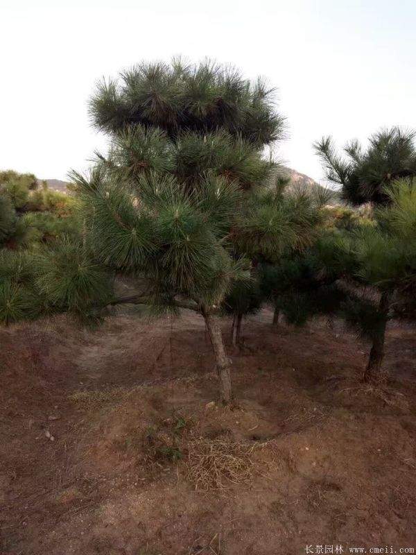 沭陽黑松的優(yōu)勢(shì) 沭陽黑松的優(yōu)勢(shì)