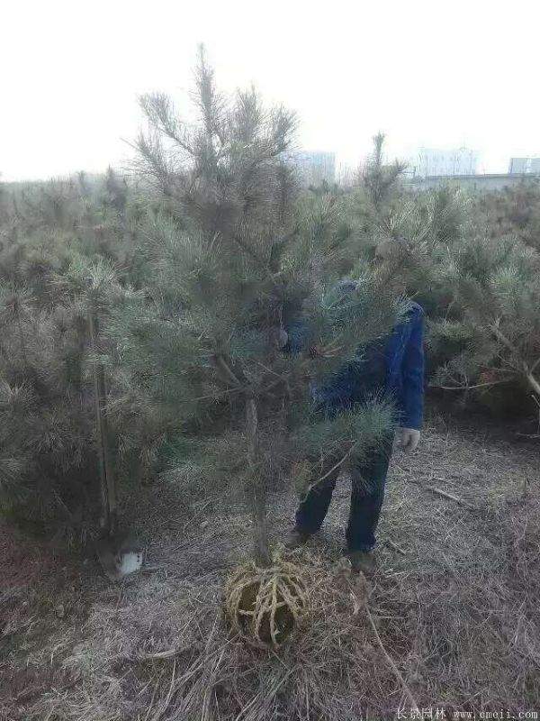 沭陽黑松的優(yōu)勢(shì) 沭陽黑松的優(yōu)勢(shì)