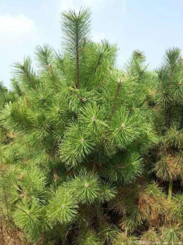 沭陽黑松的優(yōu)勢(shì) 沭陽黑松的優(yōu)勢(shì)