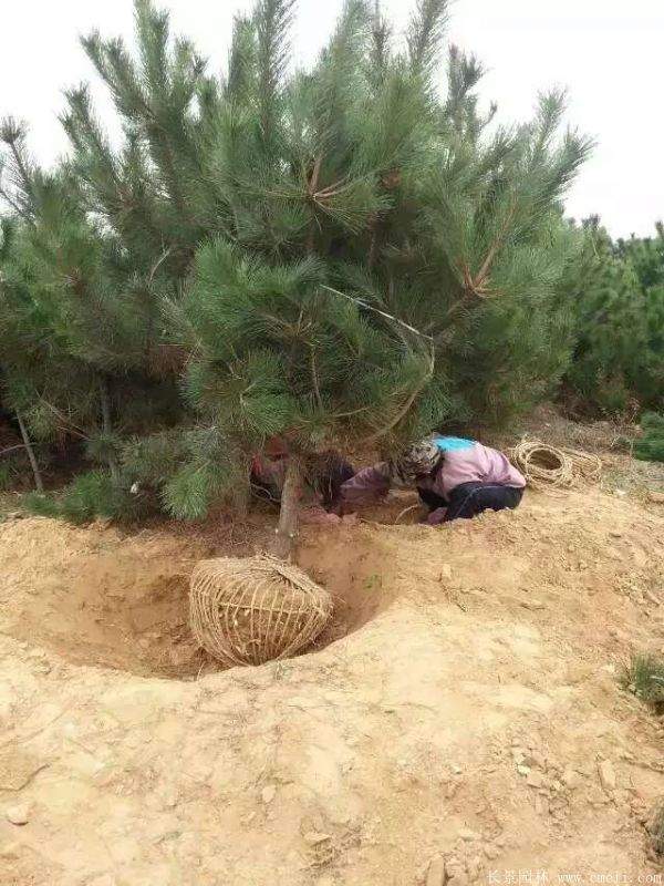 沭陽黑松的優(yōu)勢(shì) 沭陽黑松的優(yōu)勢(shì)