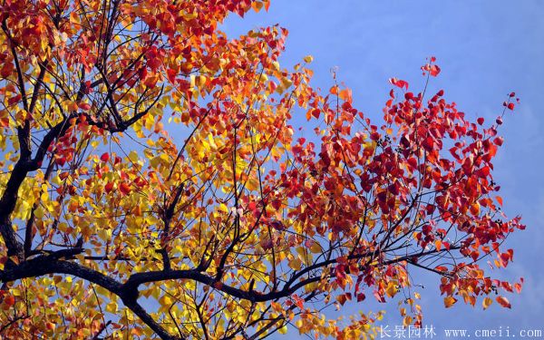 烏柏樹圖片烏柏樹苗木基地實(shí)拍