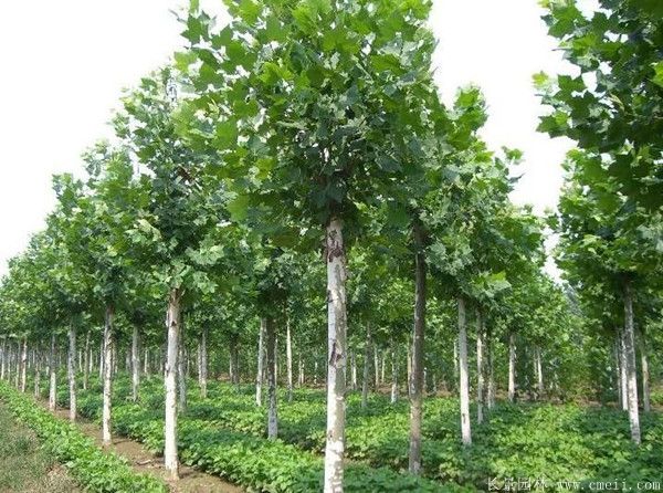 梧桐樹圖片梧桐樹苗木基地實(shí)拍 梧桐樹圖片梧桐樹苗木基地實(shí)拍