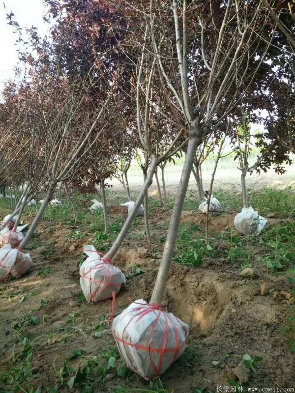 紅葉碧桃圖片紅葉碧桃基地實(shí)拍 紅葉碧桃圖片紅葉碧桃基地實(shí)拍