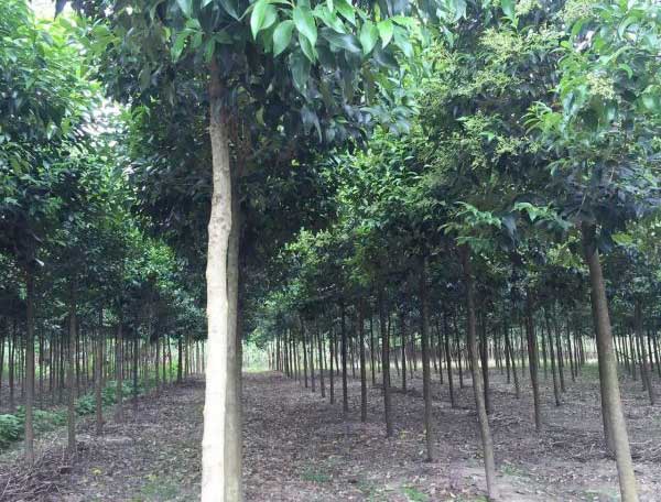 大葉女貞圖片大葉女貞基地實(shí)拍 大葉女貞圖片大葉女貞基地實(shí)拍