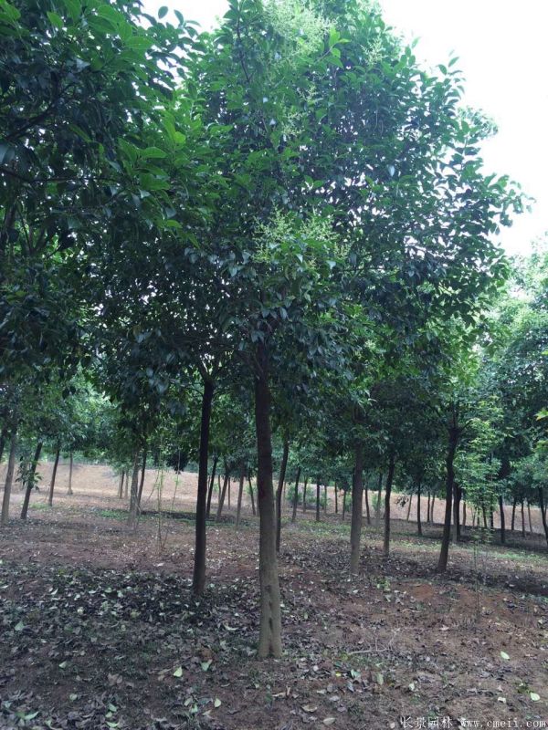 大葉女貞圖片大葉女貞基地實(shí)拍 大葉女貞圖片大葉女貞基地實(shí)拍