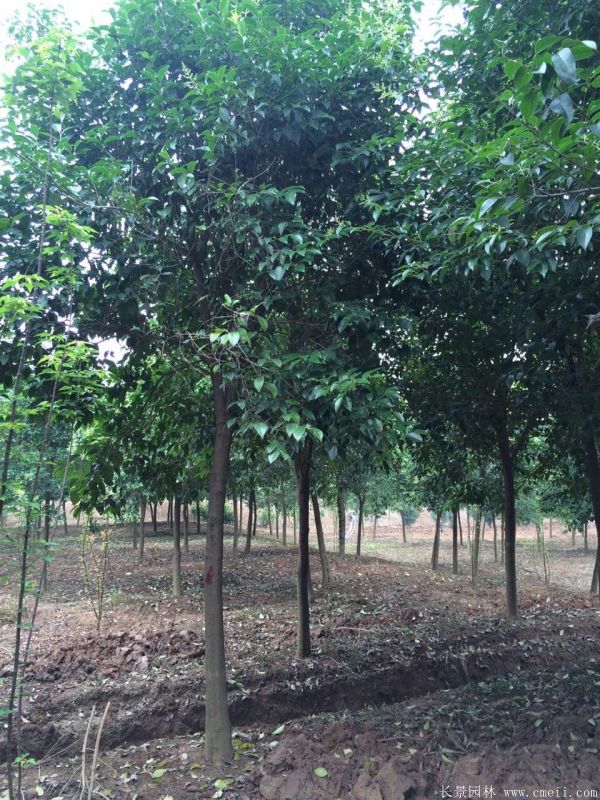 大葉女貞圖片大葉女貞基地實(shí)拍 大葉女貞圖片大葉女貞基地實(shí)拍