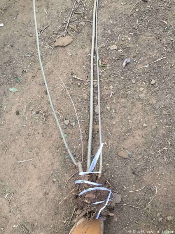 連翹圖片基地實(shí)拍