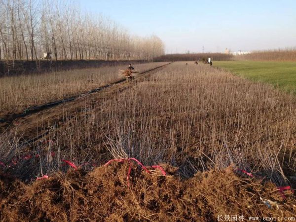 丁香圖片基地實拍 丁香圖片基地實拍