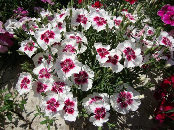 常夏石竹開(kāi)花圖片