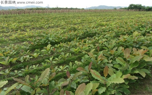 厚樸種子發(fā)芽出苗圖片