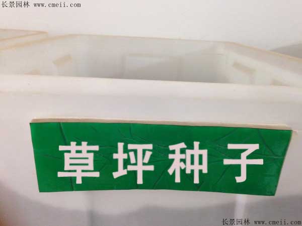 草坪種子圖片 草坪種子圖片