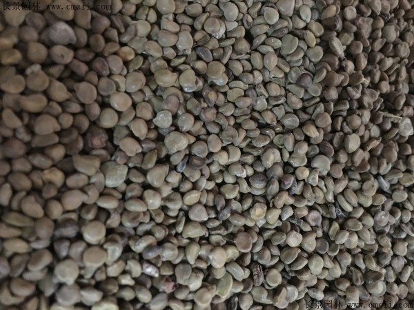 蛇滅門(mén)種子圖片