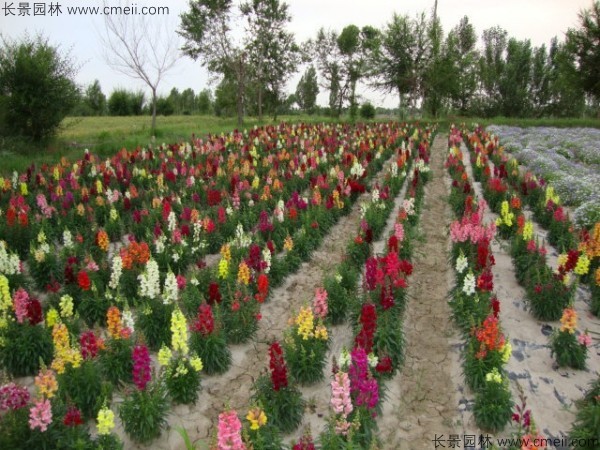 金魚草的花期有多長(zhǎng)時(shí)間