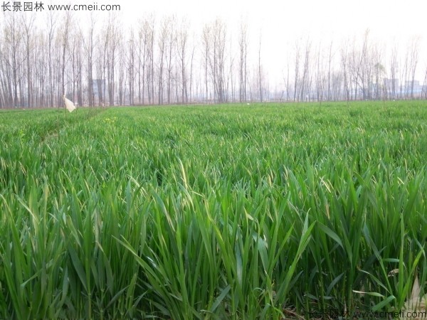 黑小麥種子發(fā)芽出苗圖片