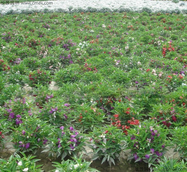 長(zhǎng)春花種子發(fā)芽出苗開(kāi)花圖片