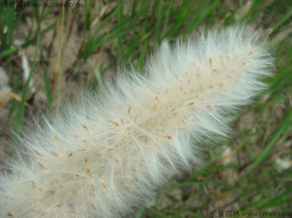 白茅種子發(fā)芽出苗圖片 白茅種子發(fā)芽出苗圖片