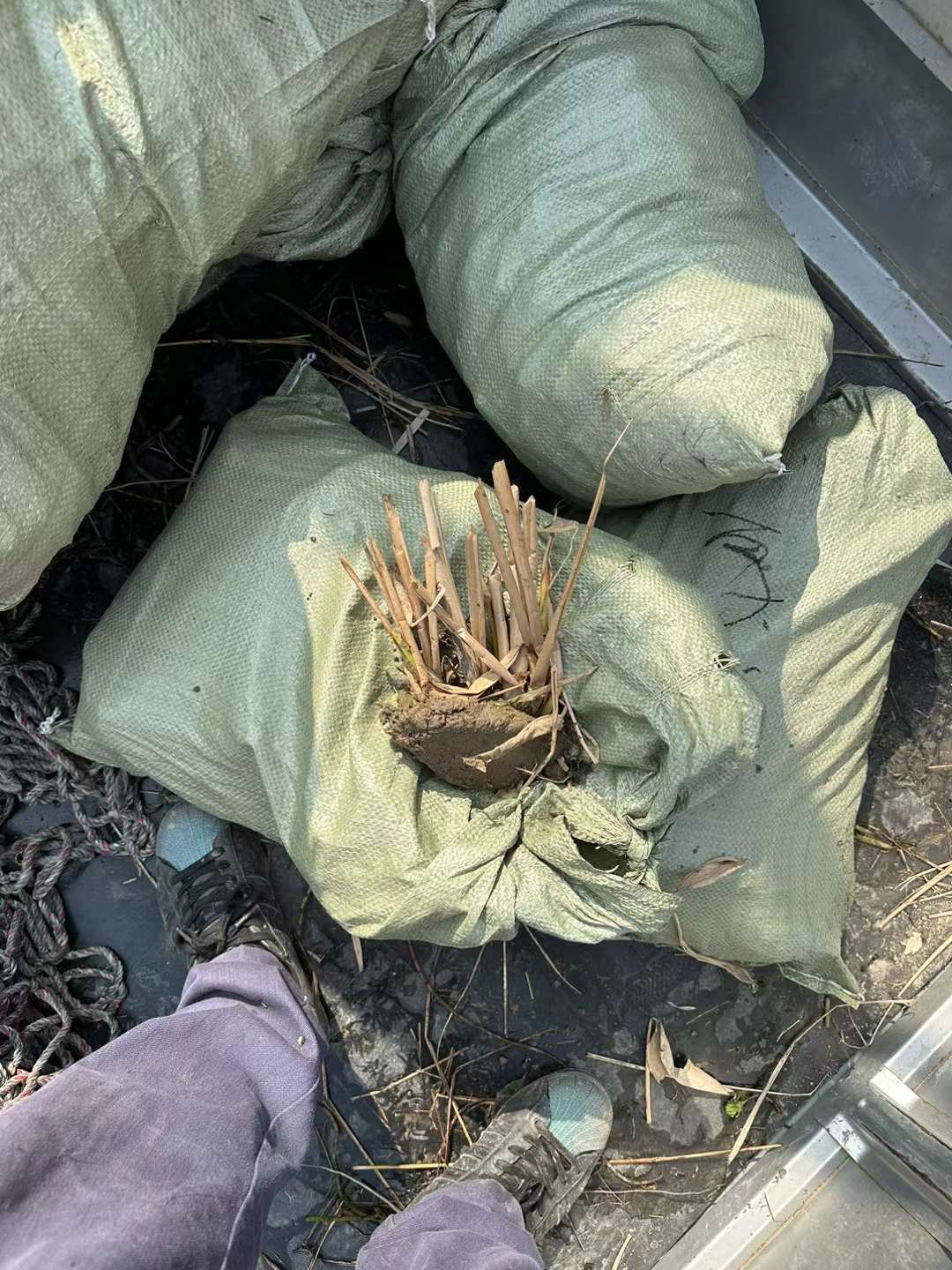 水生植物再力花袋苗盆栽容器苗 水生植物再力花袋苗盆栽容器苗